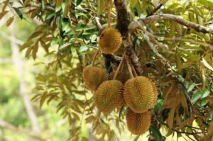 Potensi Pertanian Desa Korololaki: Tinjauan Statistik Tata Kelola Lahan dan Komoditas Unggulan